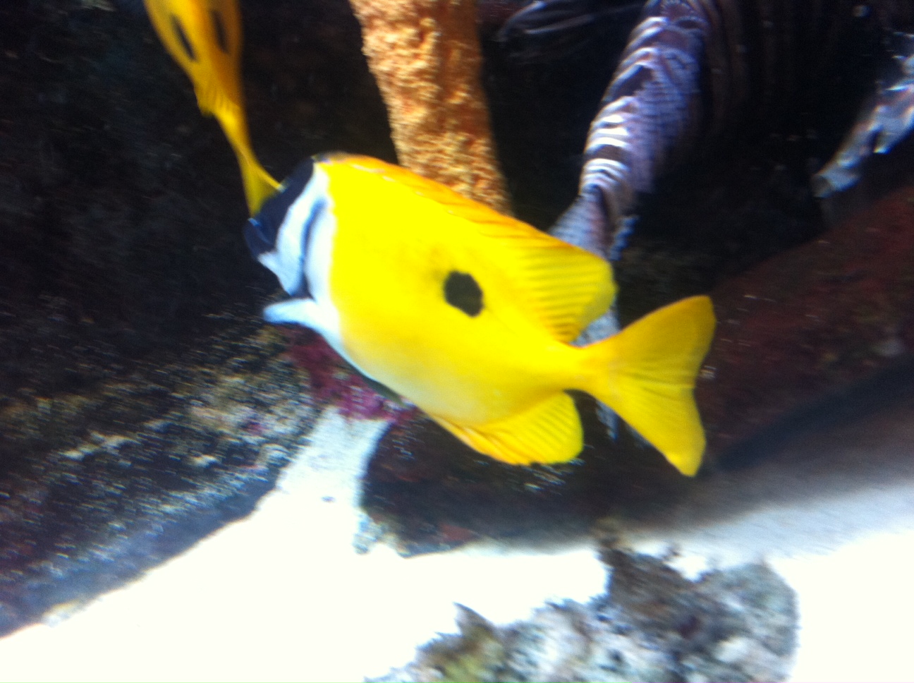 a close up of a yellow and black fish in an aquarium