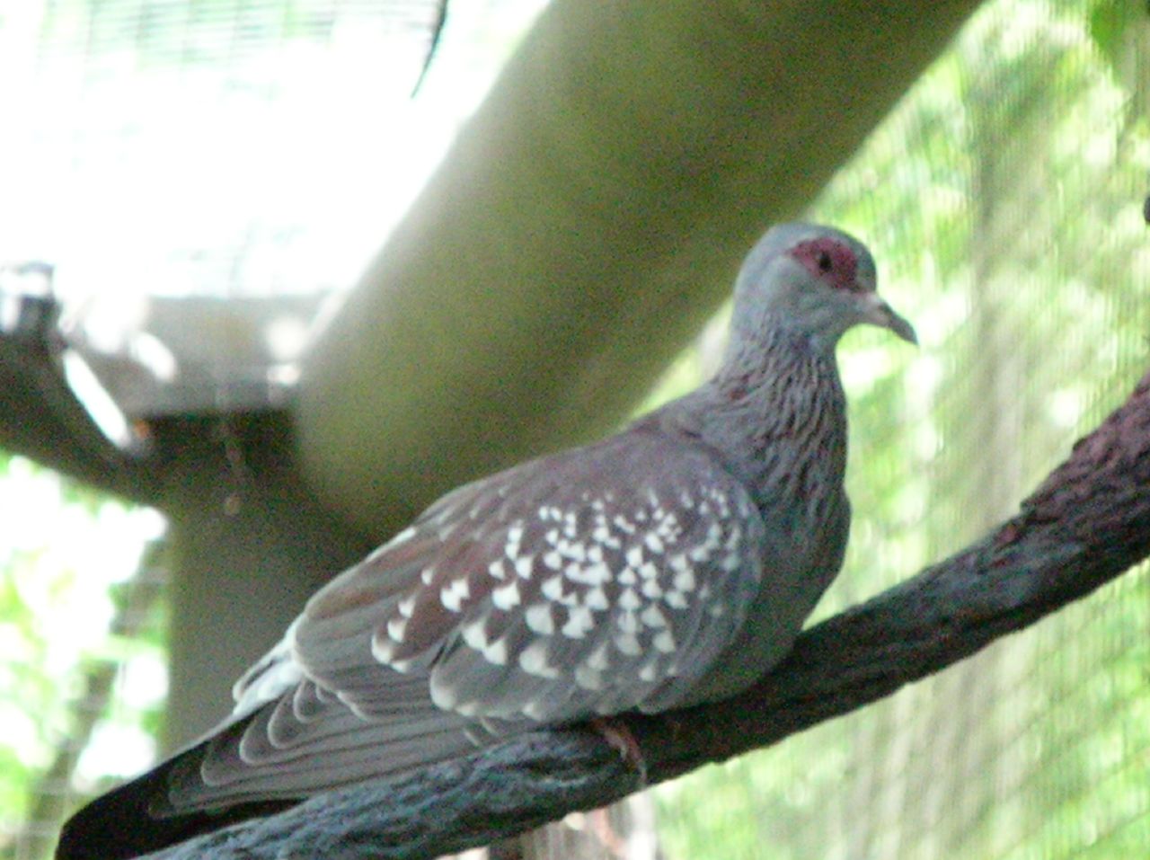 a small bird on a tree nch inside an enclosure