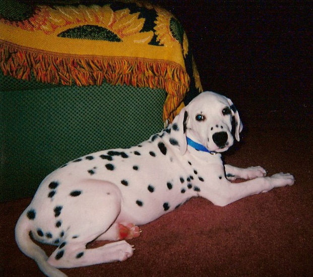 a dalmatian laying on the floor next to a chair