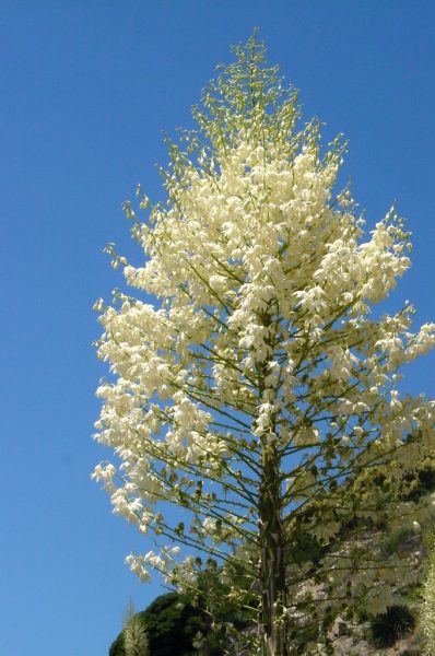 a large tree with white blooms is in a grassy field