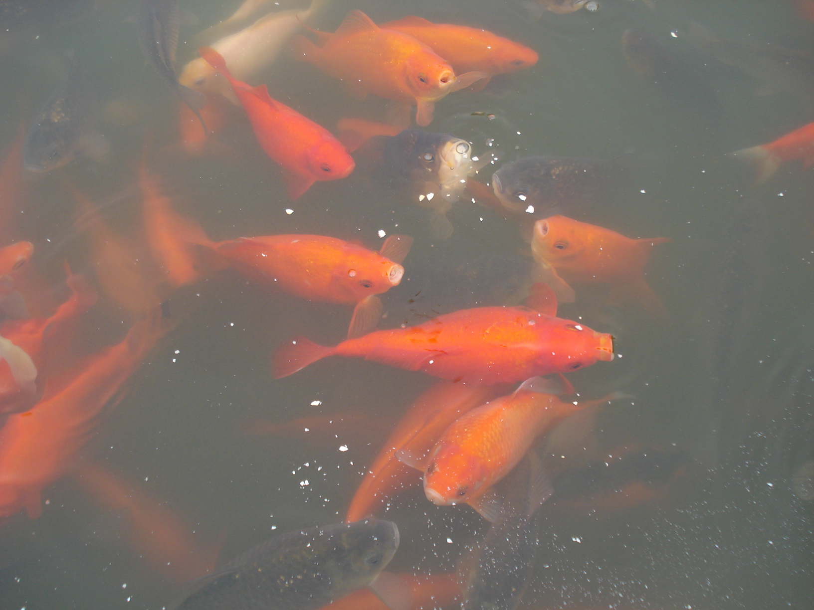 a large group of koi fish in a pond