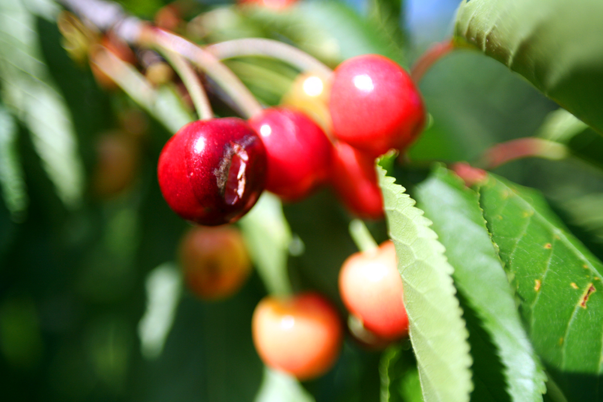 a group of cherries that are hanging off of a tree