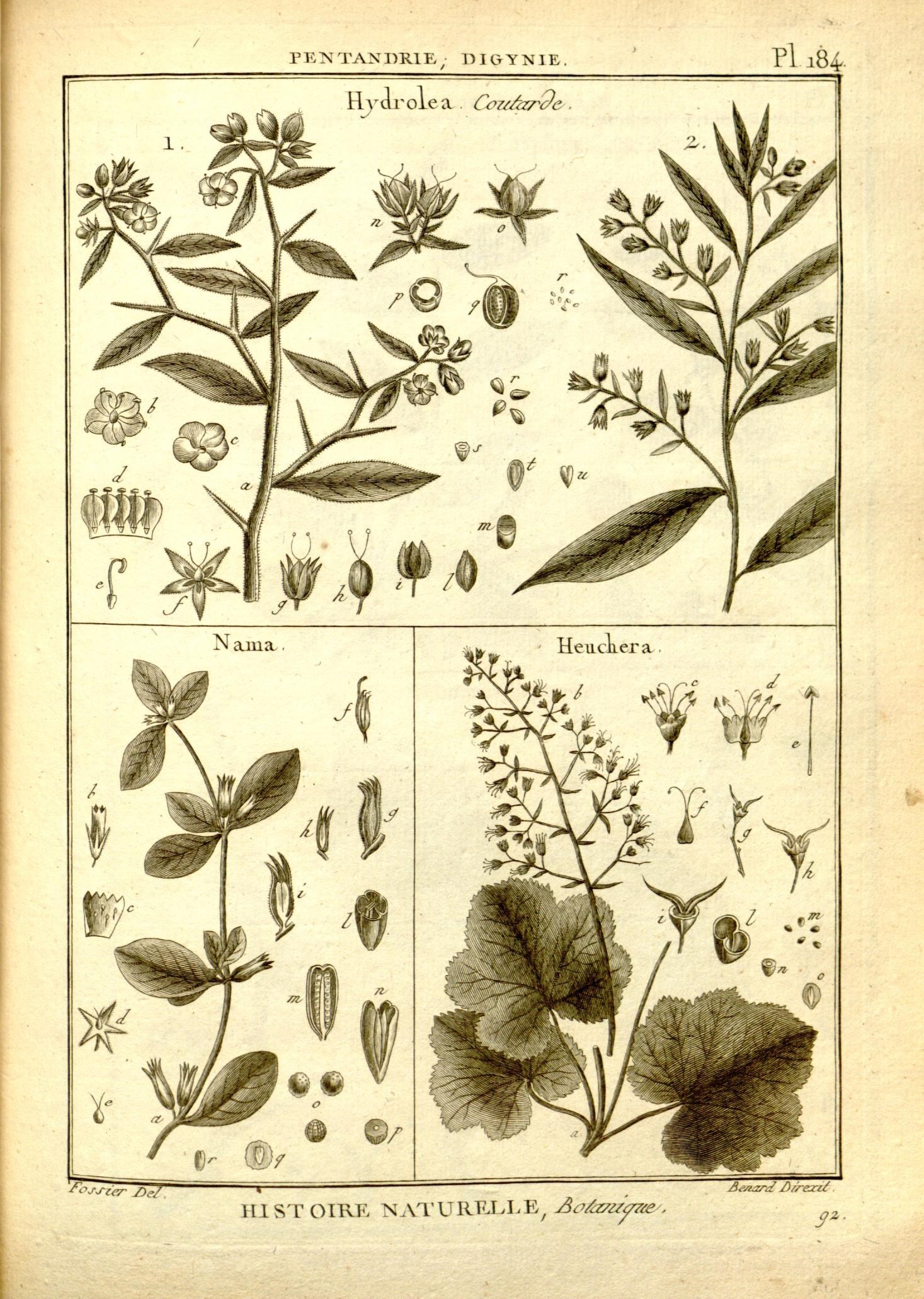 the page is showing various flowers and plants in it