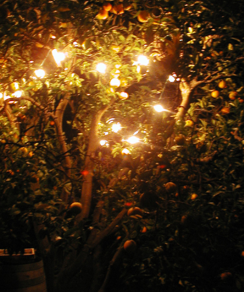 the fruit tree is full of fruit and has several lights on it