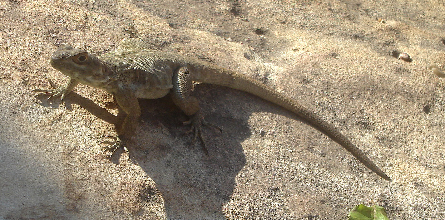 a lizard is lying on the ground by itself