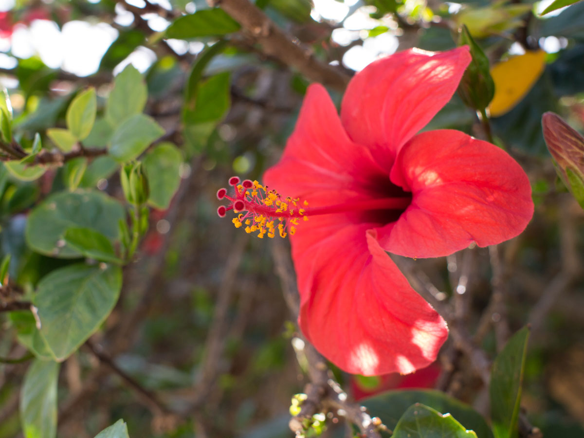 there is a bright red flower with a yellow center