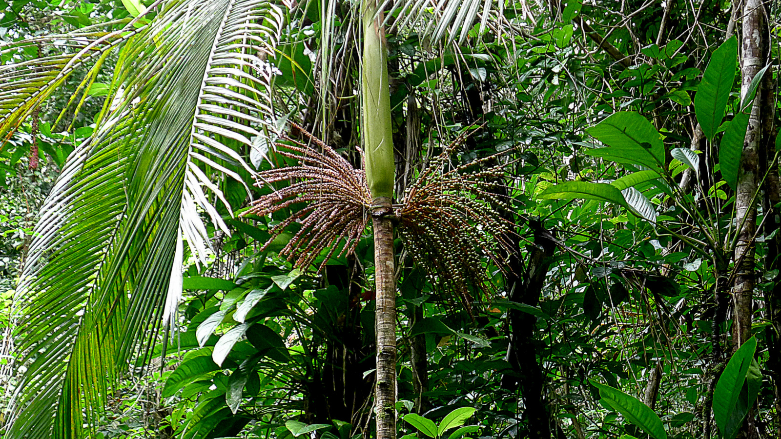 a lush green forest with bananas and ferns