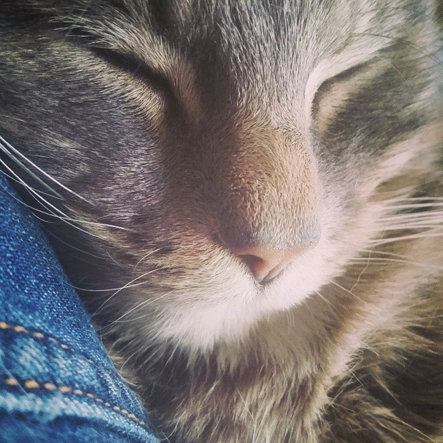 a cat sleeping next to a persons blue jeans