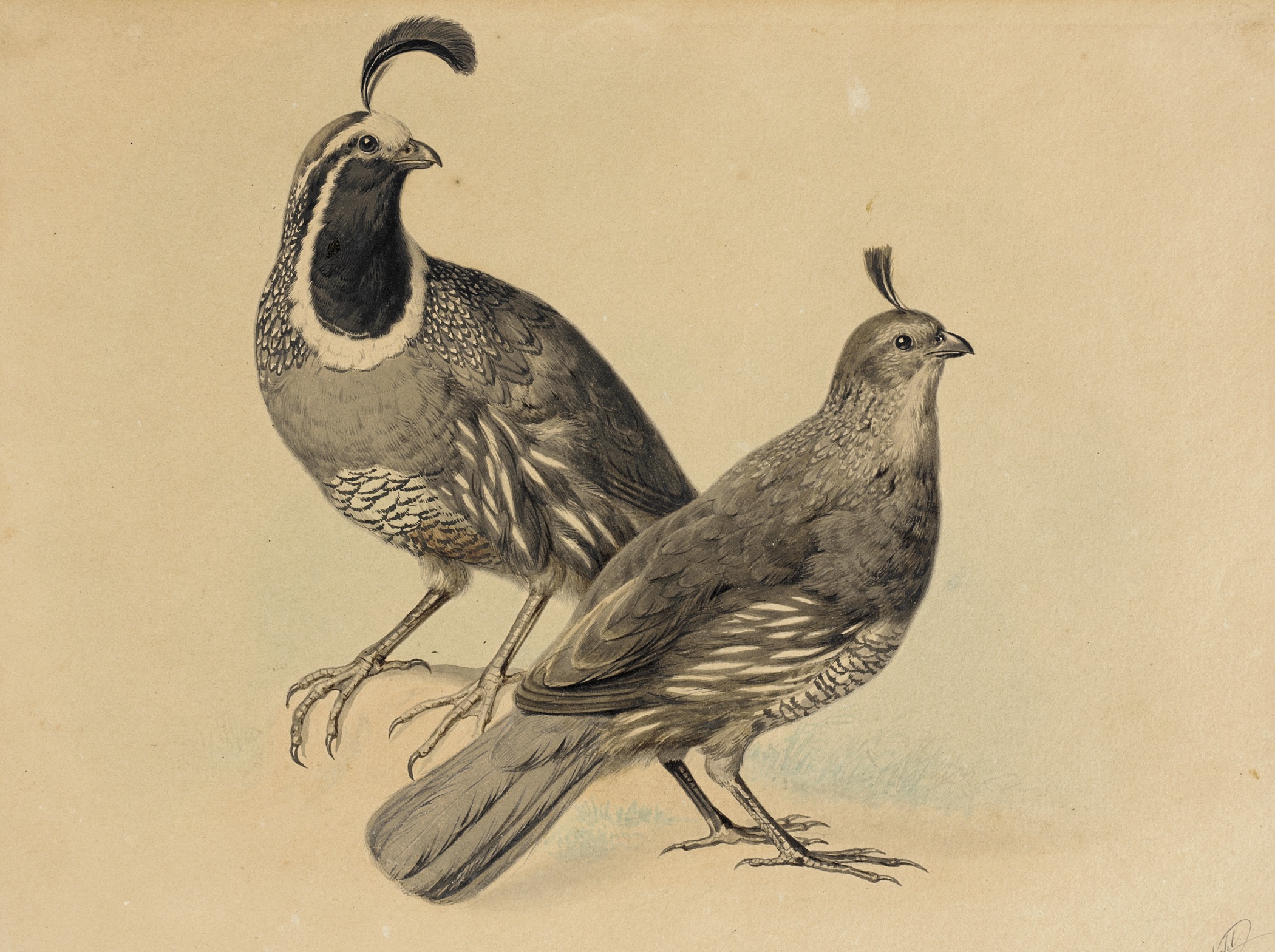 two grey pheasants, one with open beaks