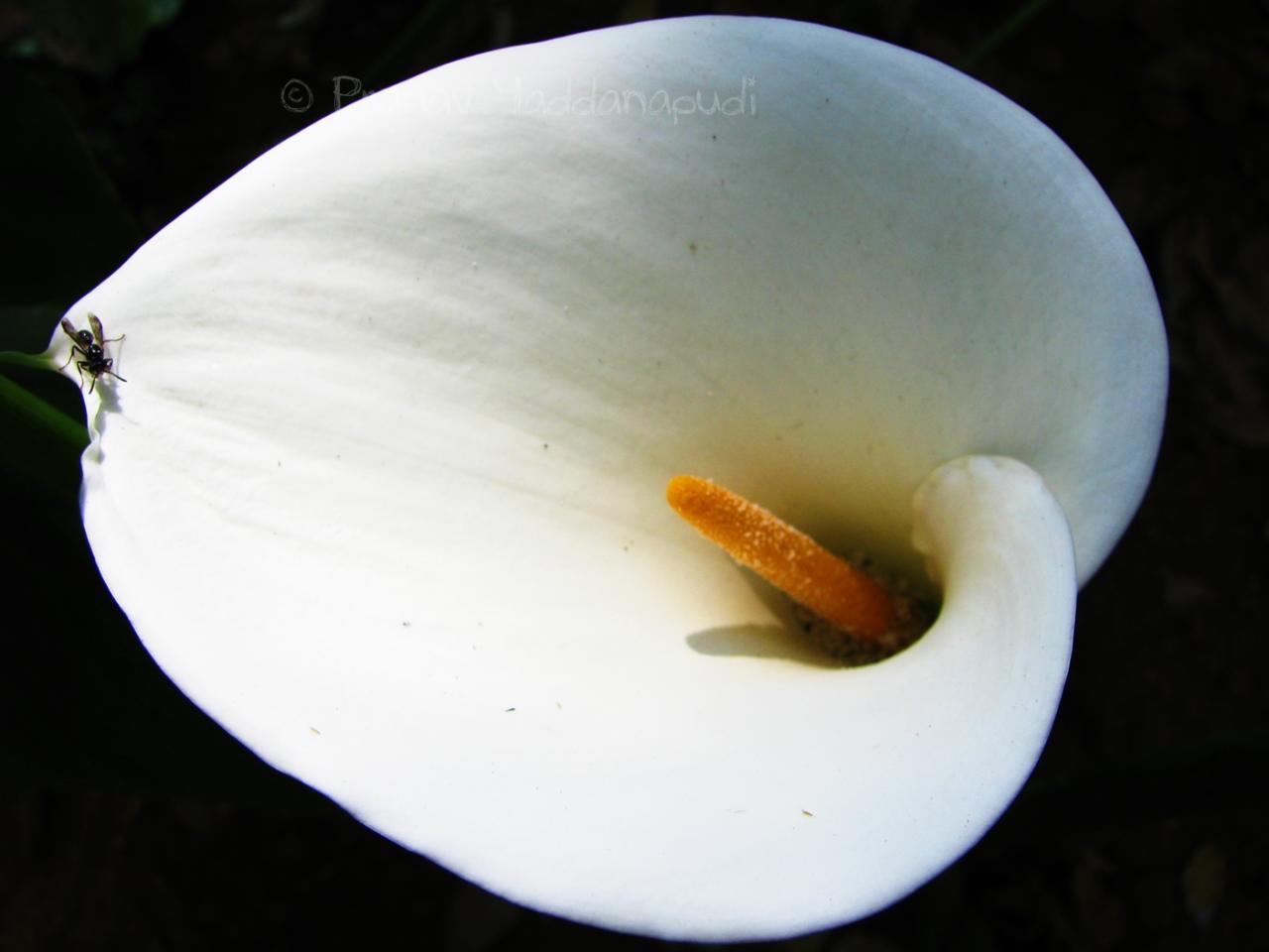 a close up image of a white flower