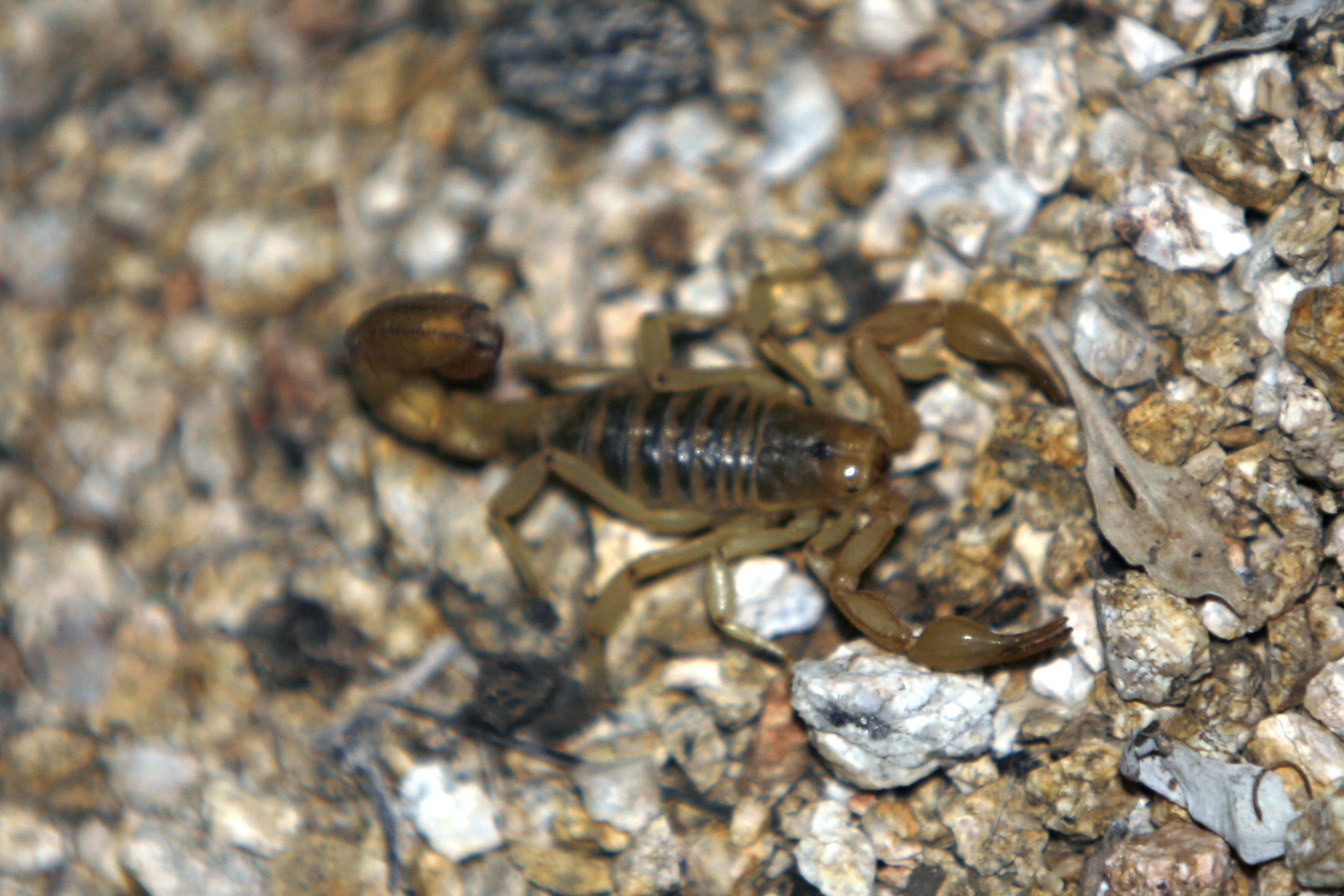 closeup of a scorpion on the ground in rocks