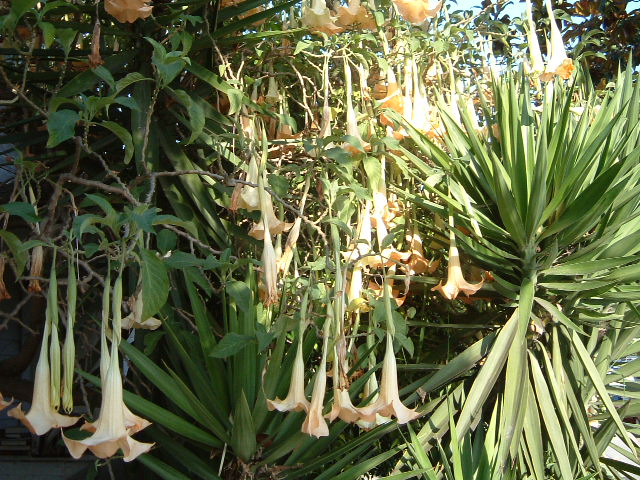 there is a tree that has flowers hanging from it