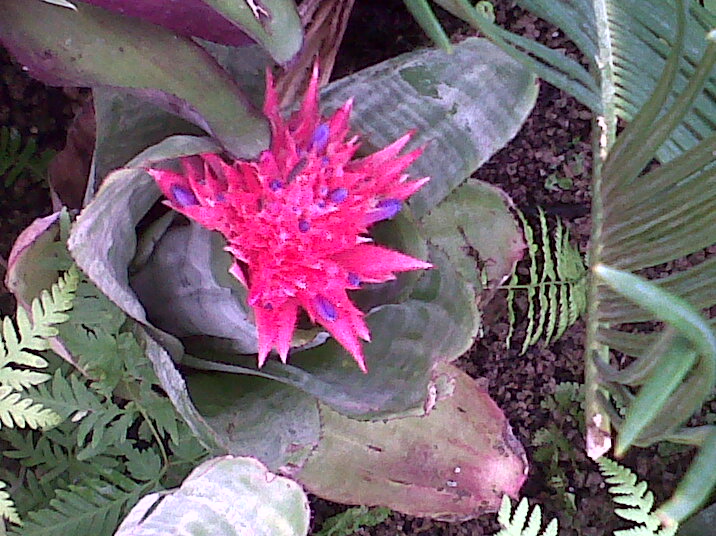 a large plant with red and green foliage