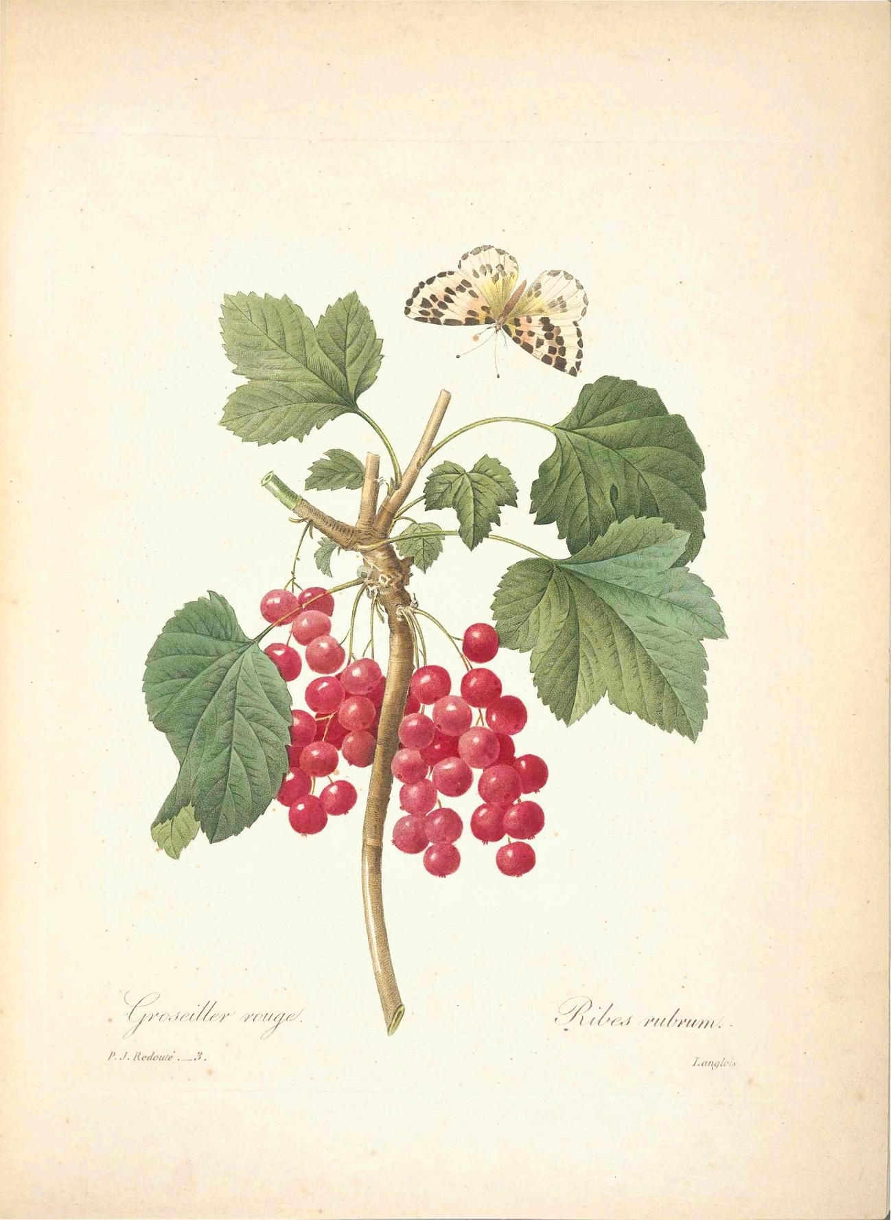 an antique illustration of a nch with flowers and a erfly