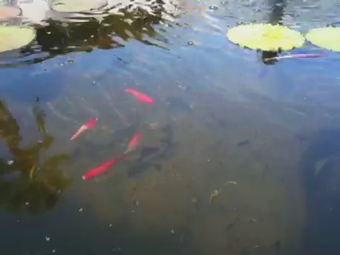 large amount of fish swim in an artificial pond