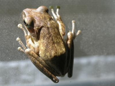 a frog sits on the floor of its tank