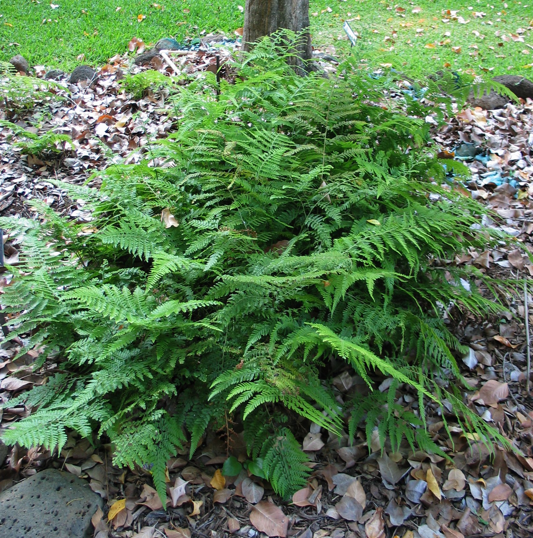 there is a plant on the ground in front of a fire hydrant