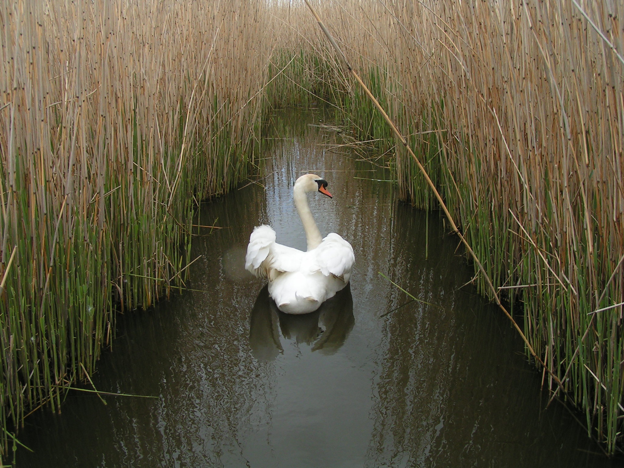 a white swan swimming on top of a lake