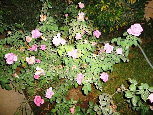 a bunch of small pink flowers growing in a garden
