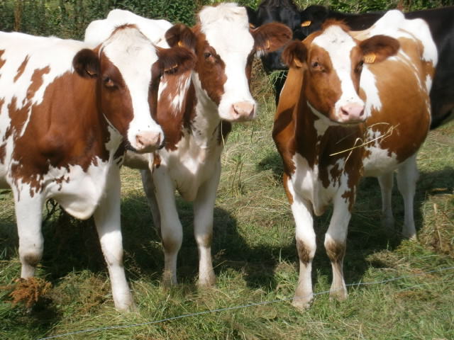 three brown and white cows standing in a field