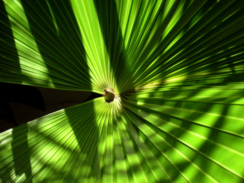 a close - up image of a large green leaf