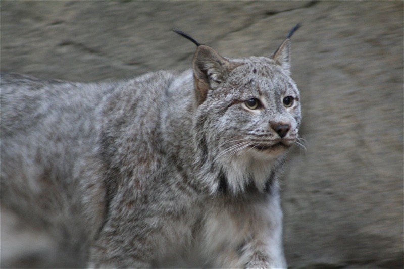 a close up of a cat with rocks in the background