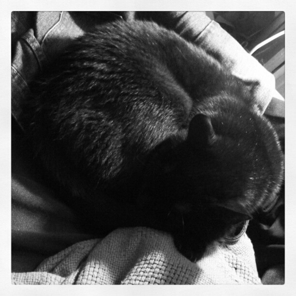 a black cat is sleeping on someones lap