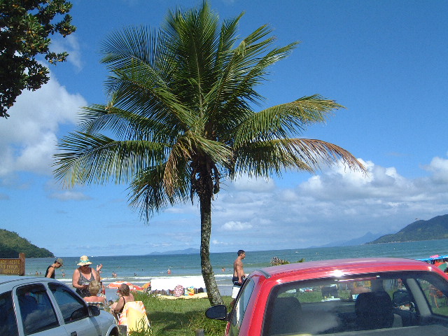 parked cars sit beside a large palm tree at the beach