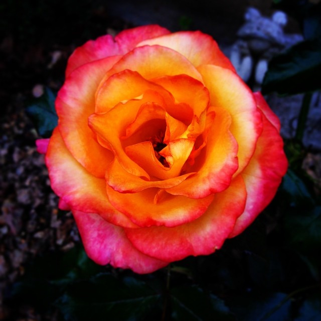 this orange and red rose is blooming from it's petals