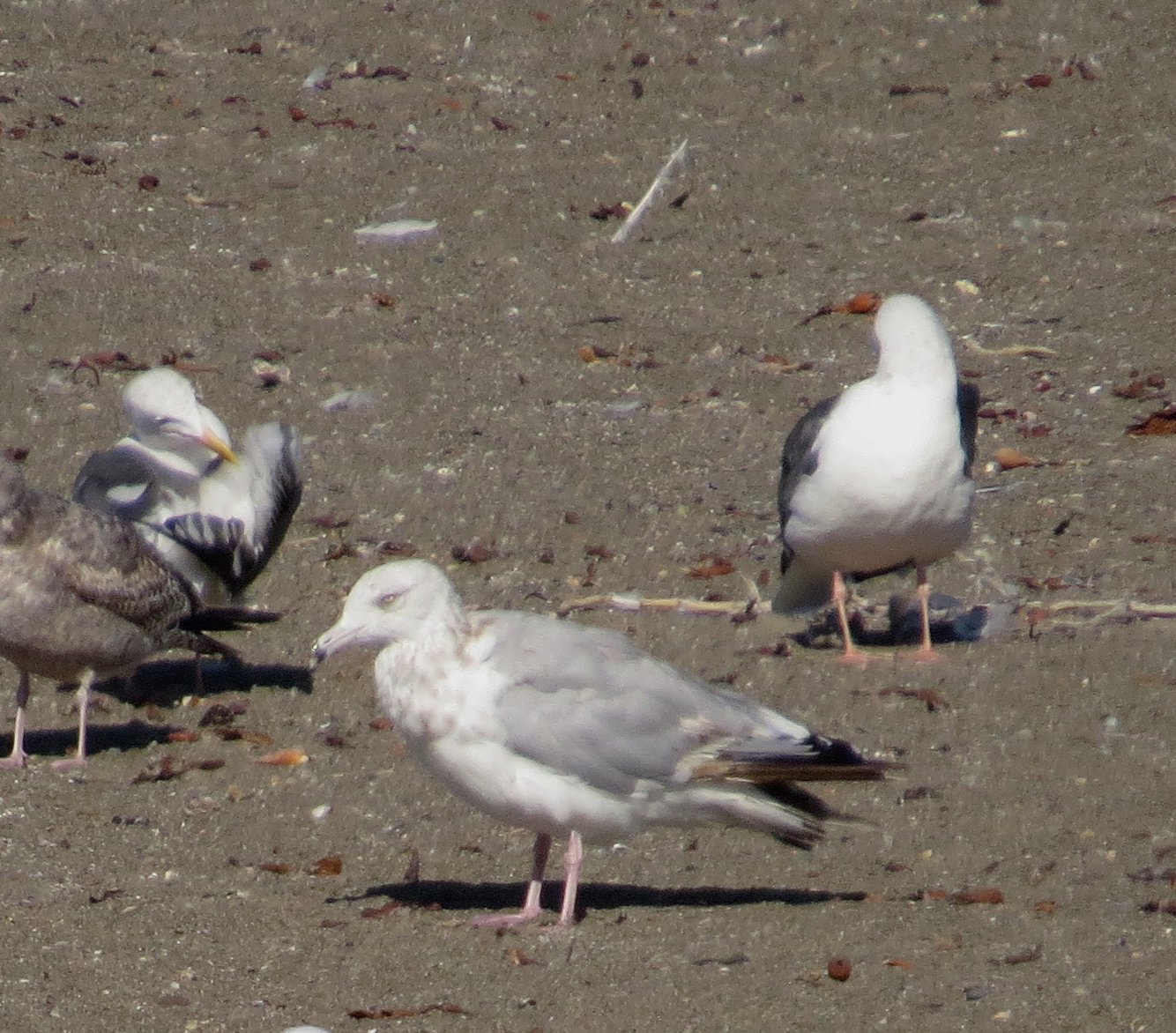 small white birds standing on the sand of the beach