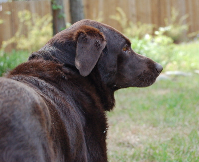 a black dog standing in a yard near grass