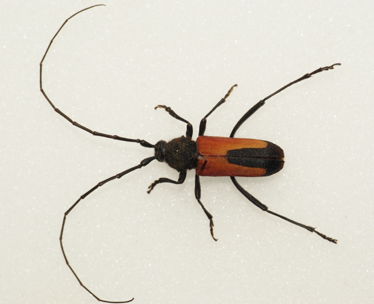 a bug on the ground, it's large and colorful