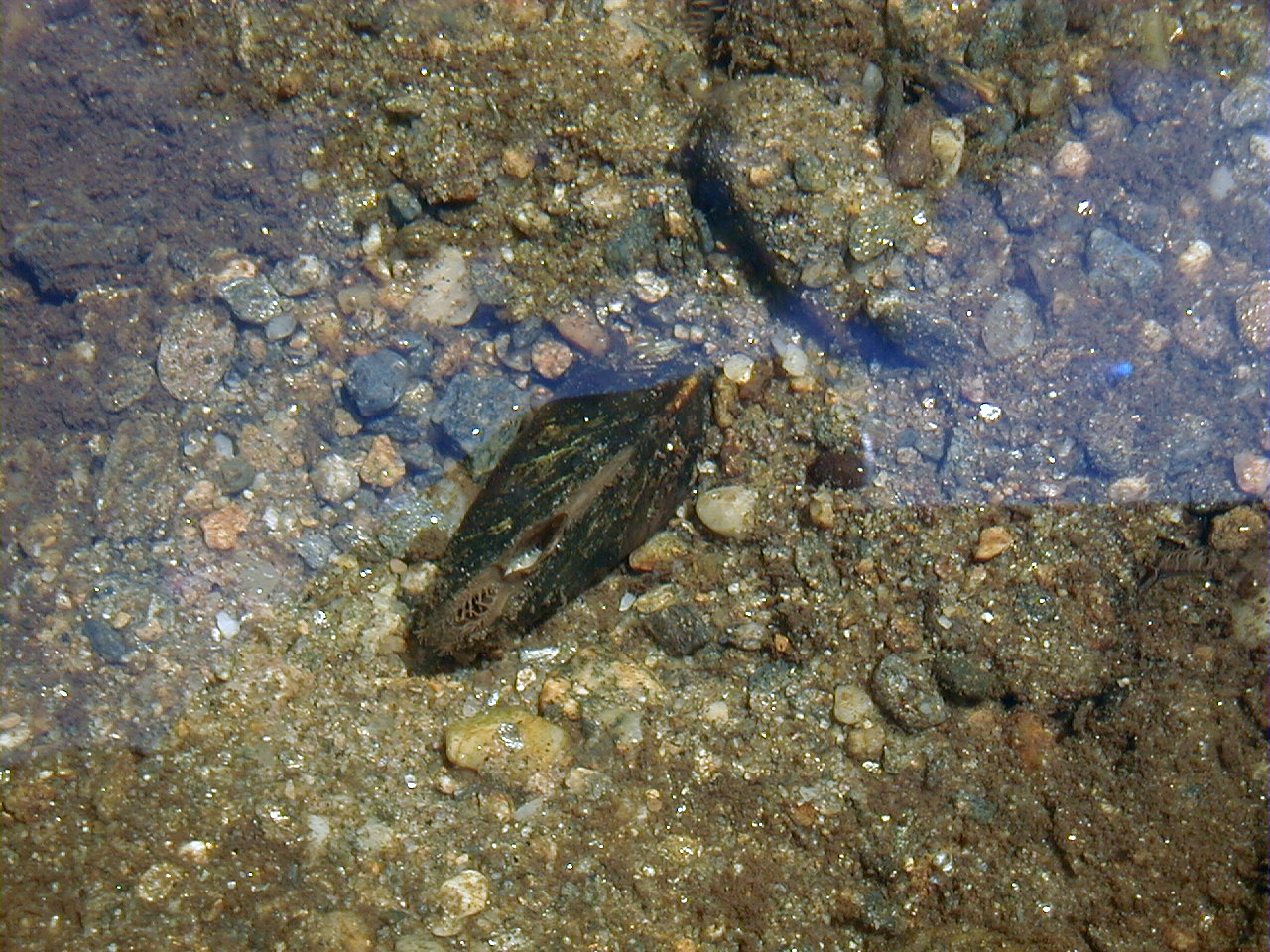 frog in water on sandy surface near rock