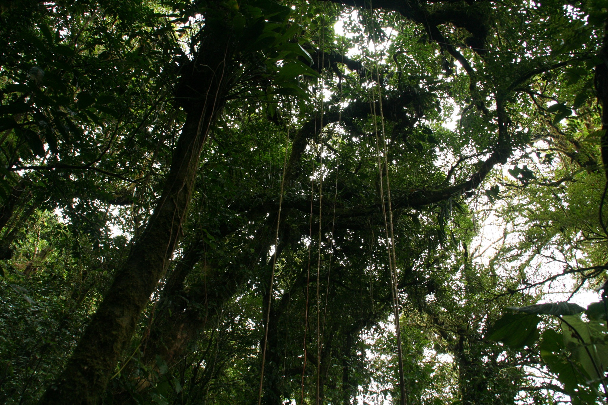 a person on a zip line climbing through the jungle