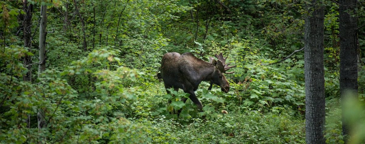 a moose is walking through the brush and trees