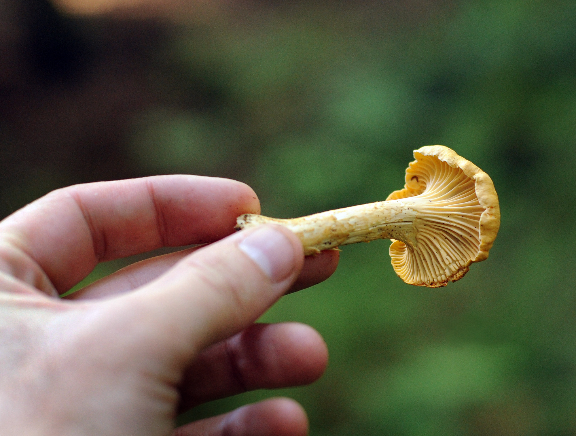 the yellow mushroom is being held up to take a bite out of