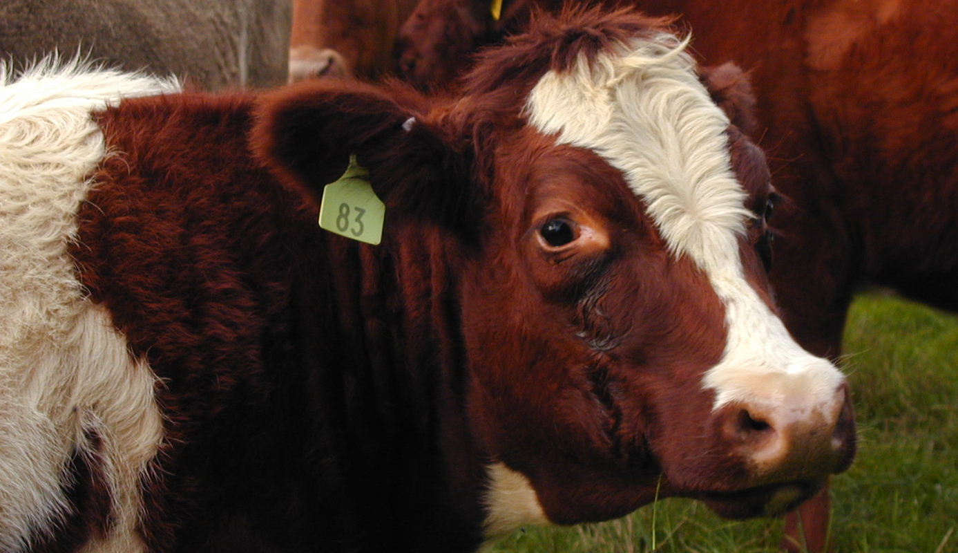 a close up of a cow with a name tag in its ear