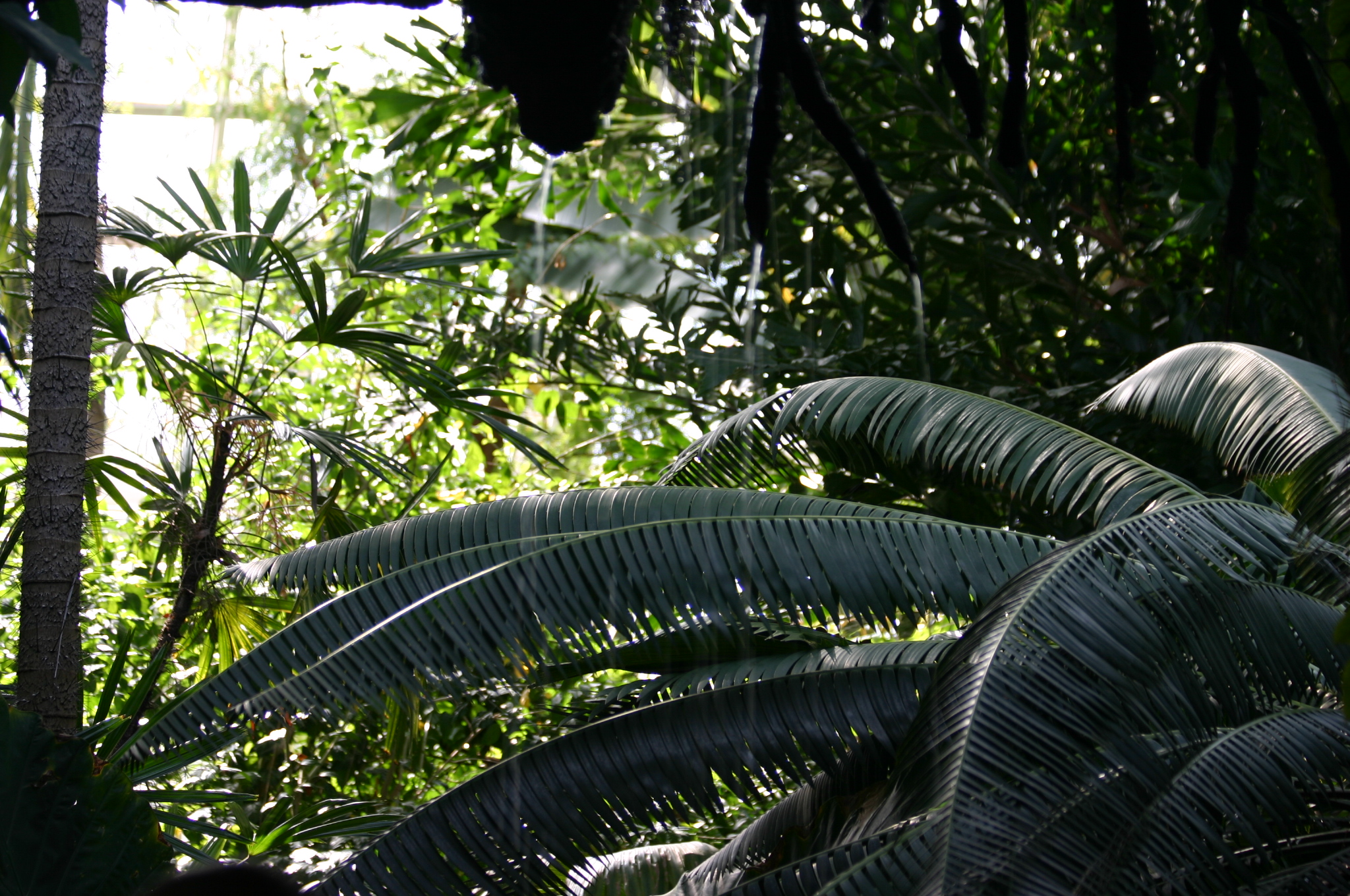 jungle plants are seen near a window as seen through the window