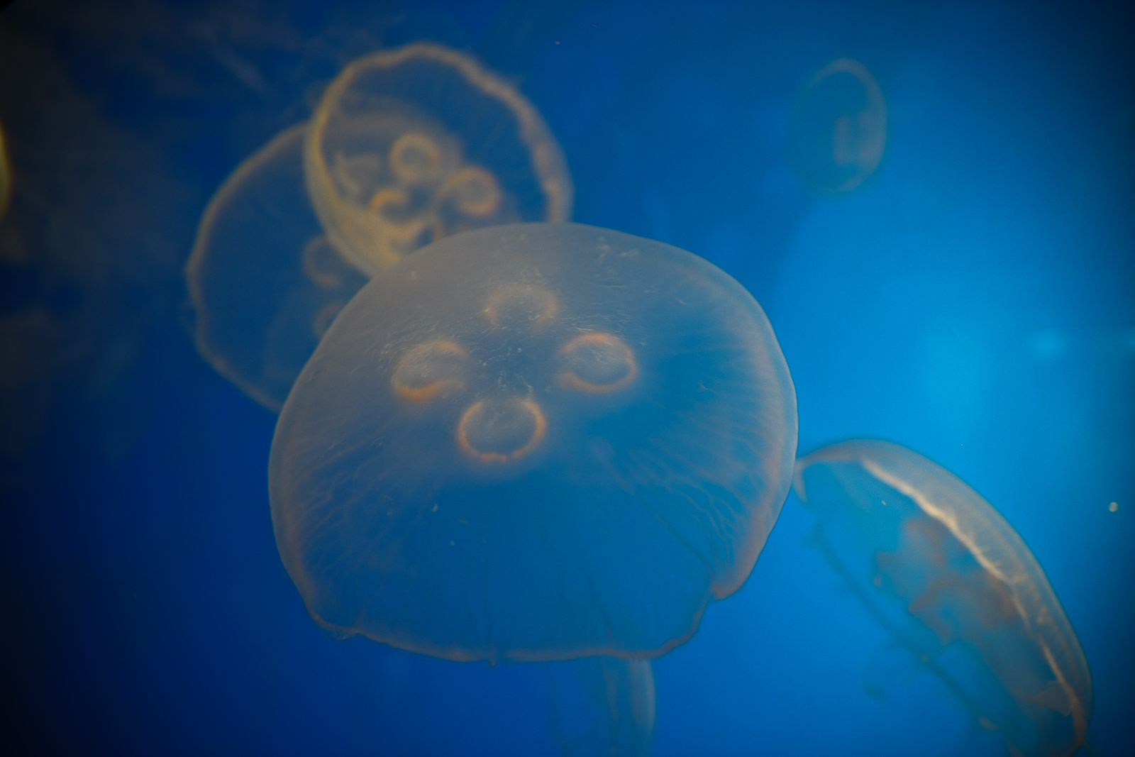 jellyfish with skulls and skulls floating under water