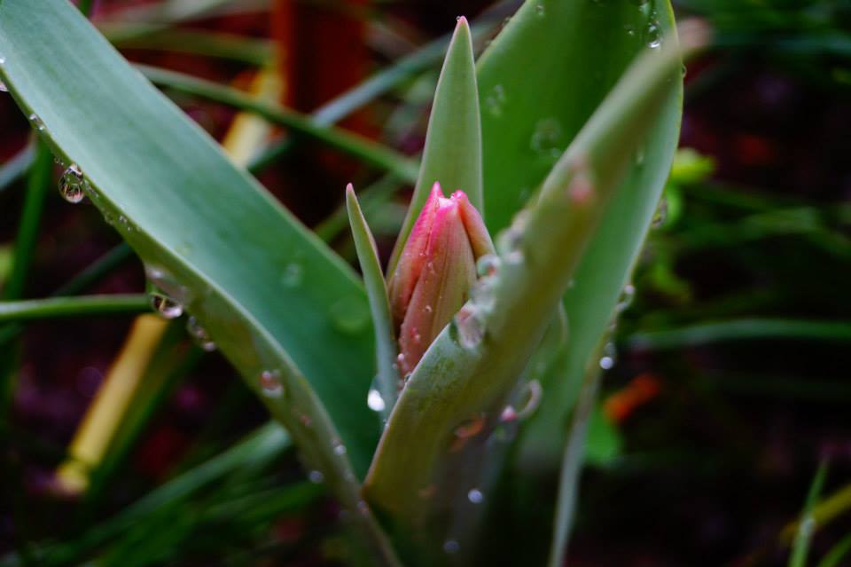 flowers with raindrops on them are in the middle of the grass