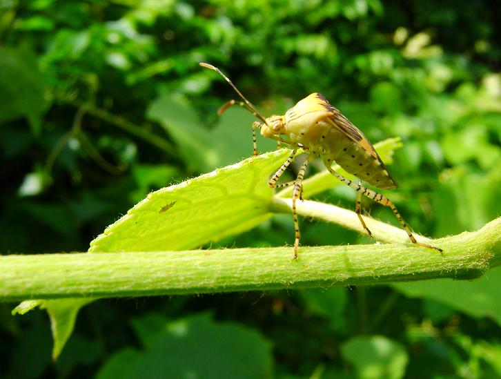 two grasshoppers mating on a green plant stem