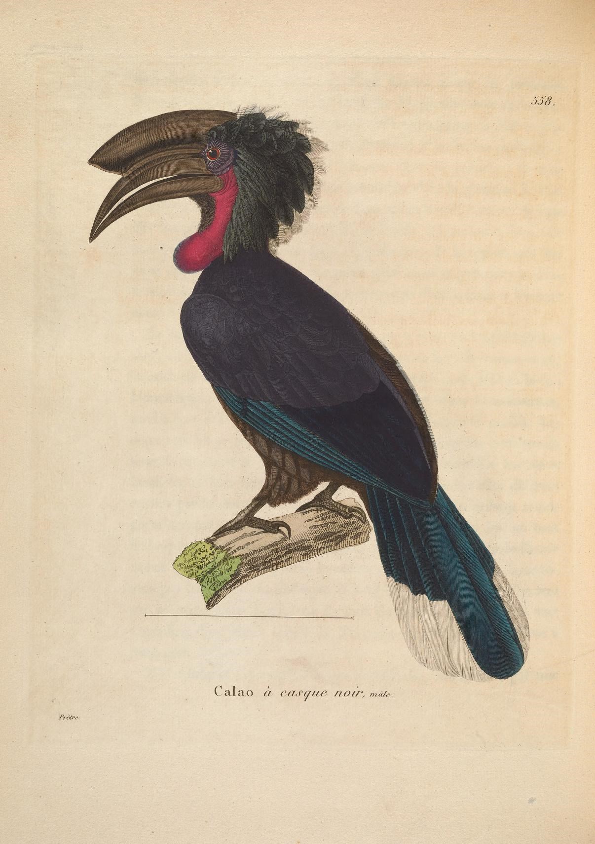 a drawing of a bird with a long beak on top of a nch