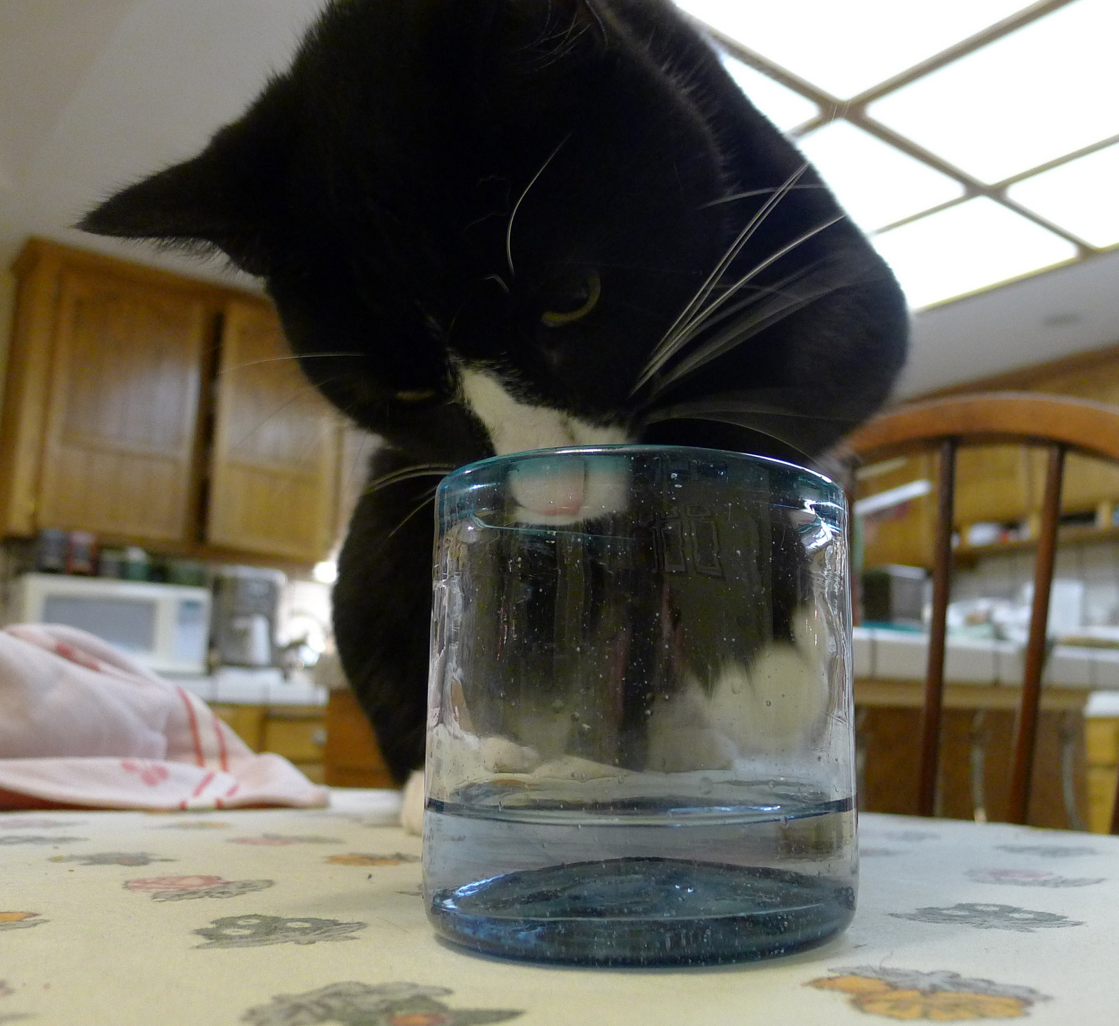 black cat sniffing a water glass on the table