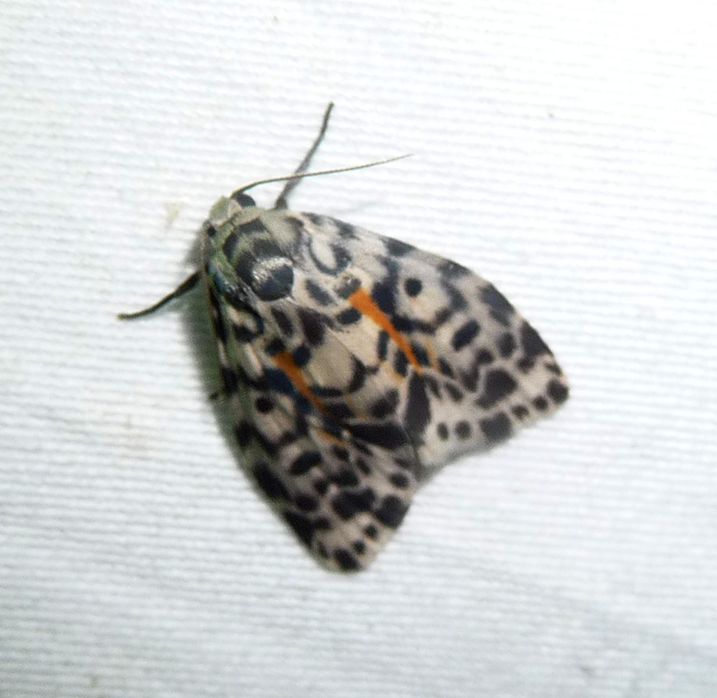 a small orange and black moth on the ground