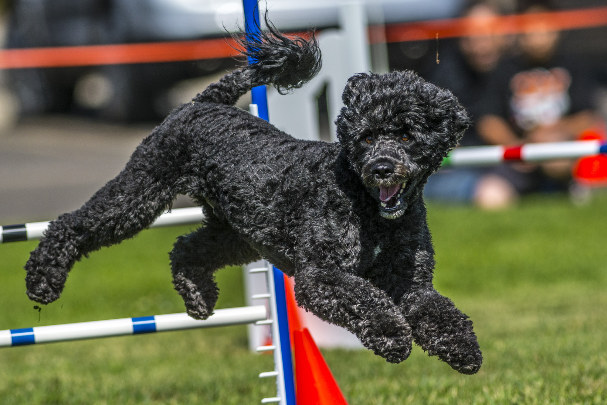 a black poodle is jumping over a jump