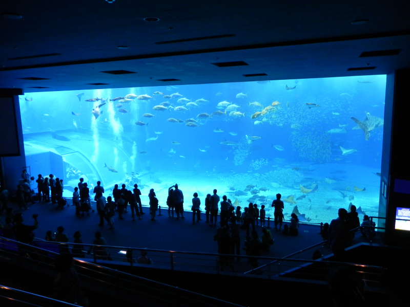 people look at fish in the aquarium