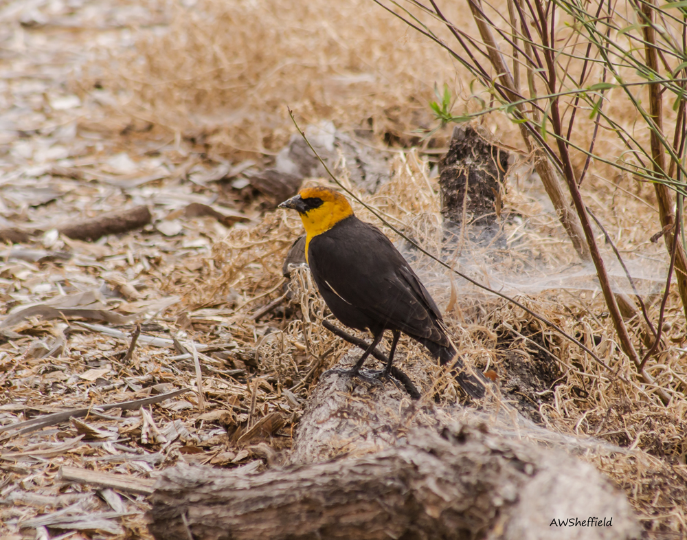 an orange, black and yellow bird in the brush