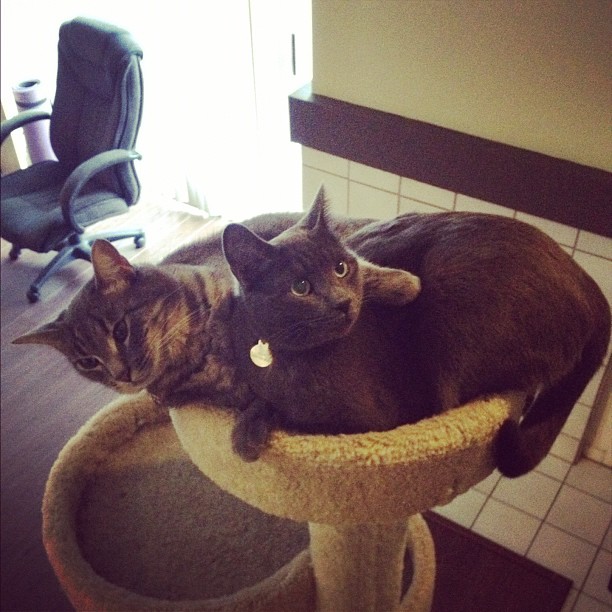 two cats laying on the back of a cat tree