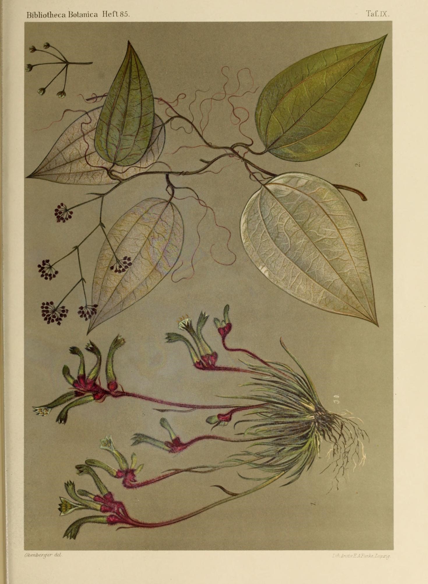 a leaf print on paper showing several flowers and leaves