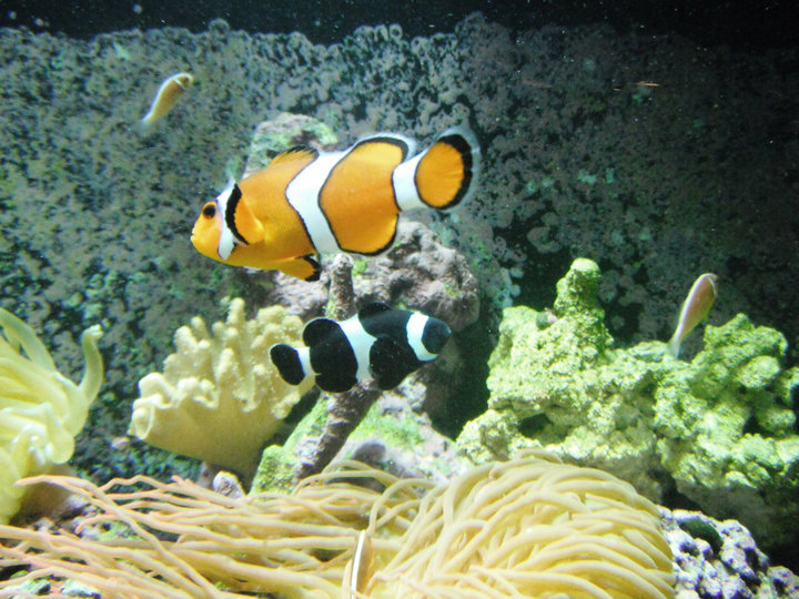 clown fish, sea anemones and other marine life in an aquarium